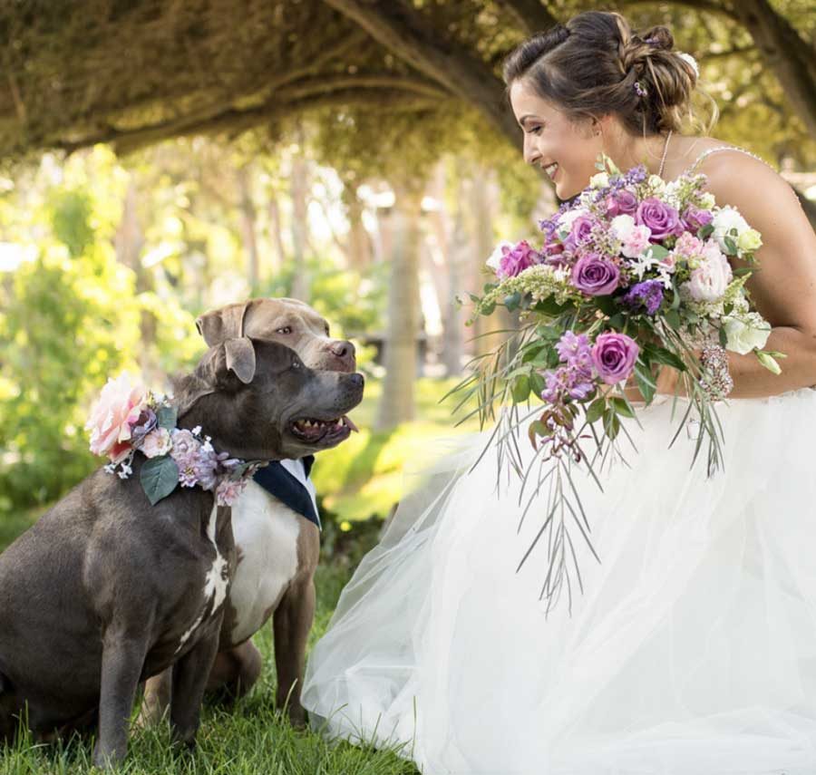 Bride smiling at a dog wearing a floral collar at Lake Oak Meadows